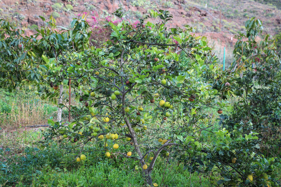 Lemon tree in the garden in Gran Canaria
