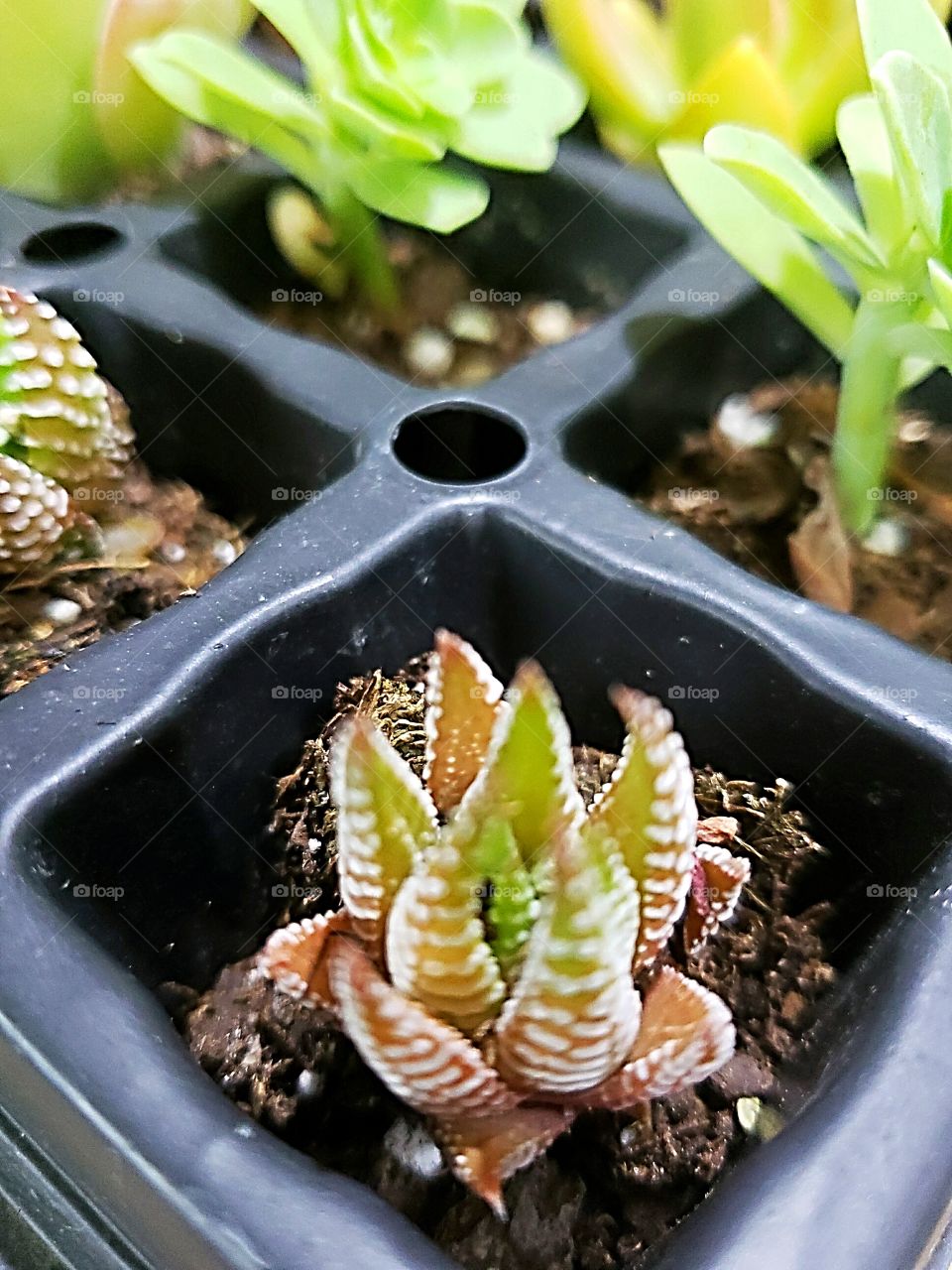succulent starter plugs
