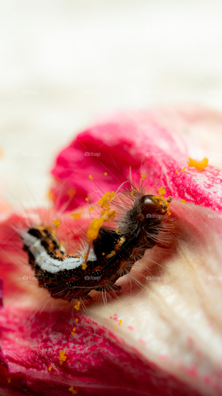 The eastern tent caterpillar is a species of moth in the family Lasiocampidae, the tent caterpillars or lappet moths. It is univoltine, producing one generation per year. It is a tent caterpillar, a social species that forms communal nests on trees.