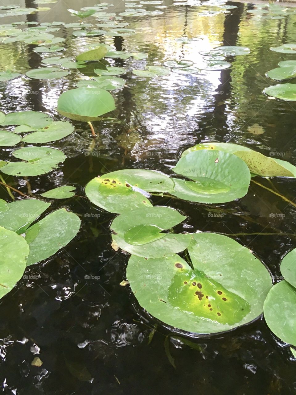 Tropical Lake, Nature, Wildlife 