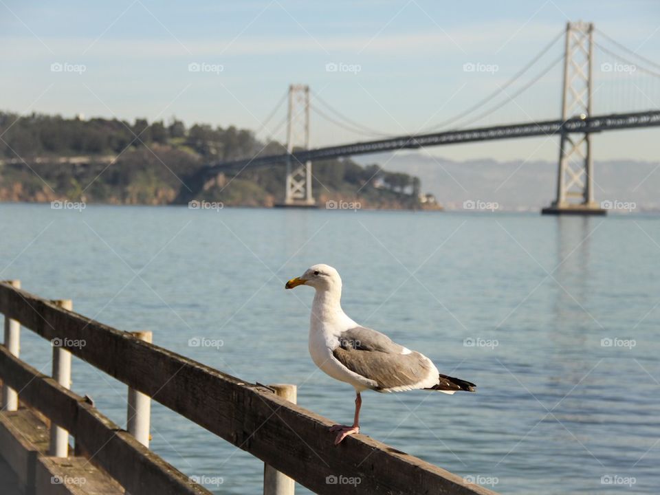 Bay Bridge Seagull