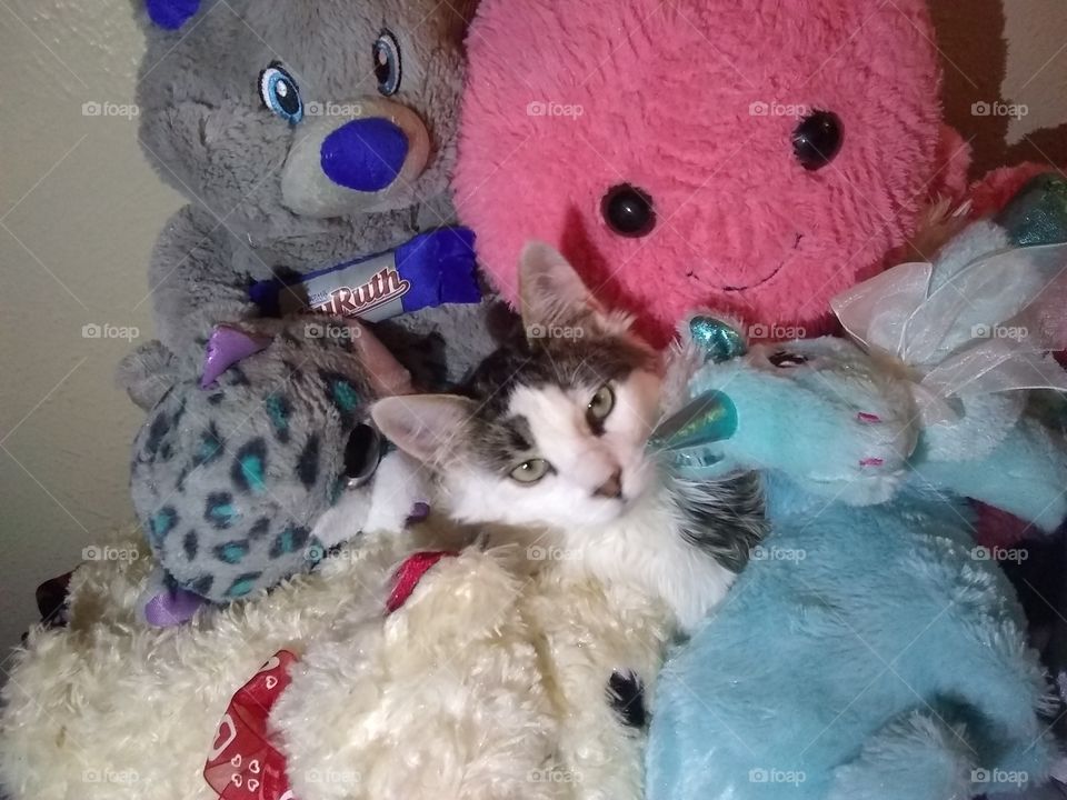 Adorable kitty stuffed inside a mountain of stuffed animals