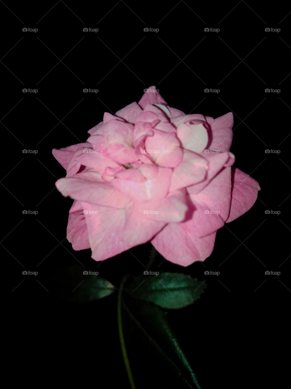 Where will the rose be, it will be a rose.