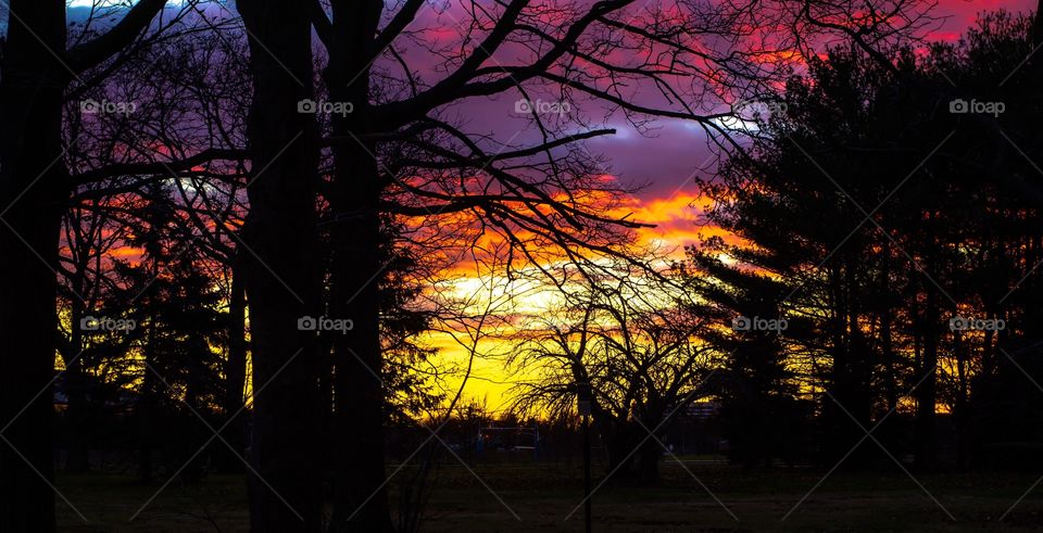 Silhouette of trees during sunset