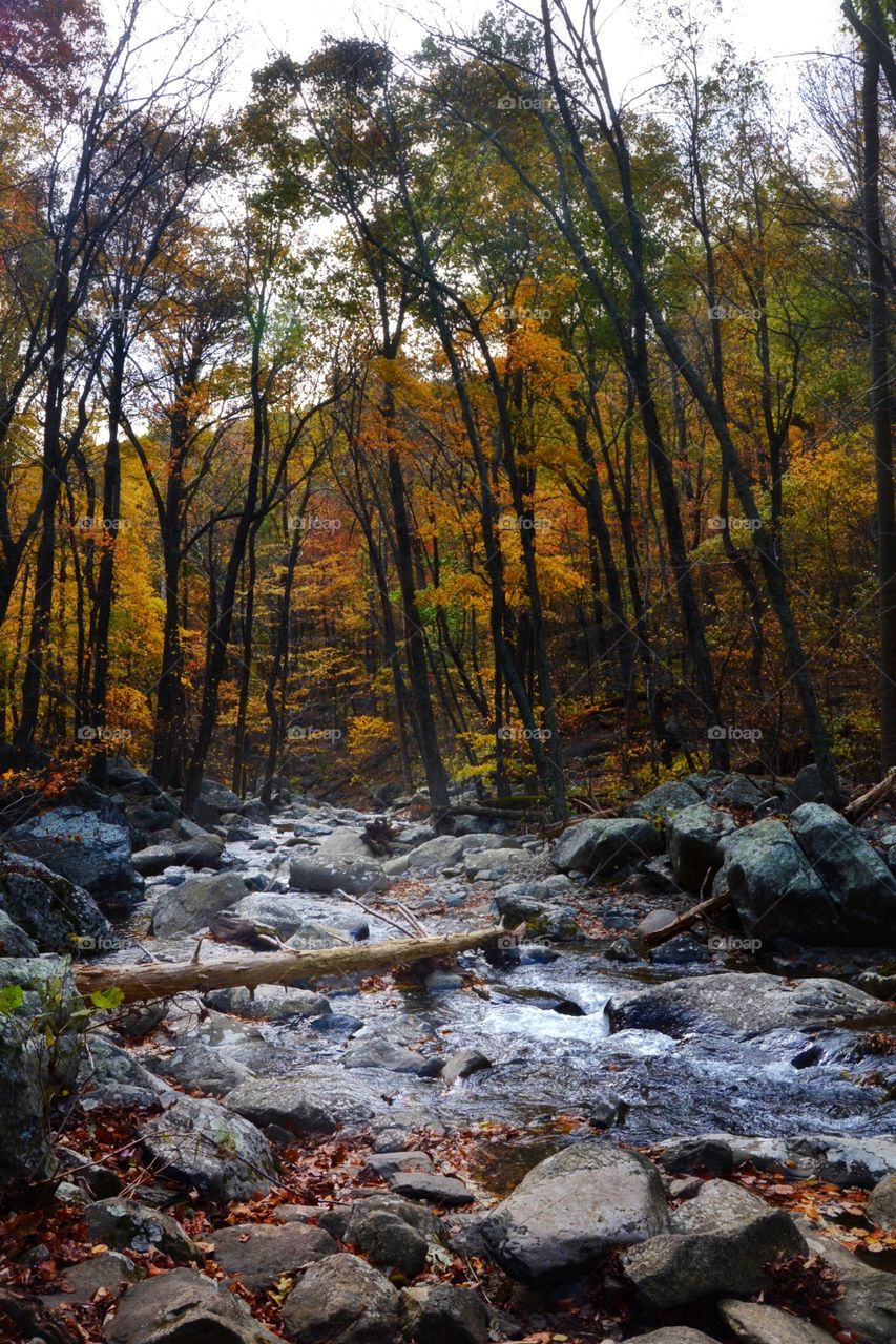 Autumn Stream