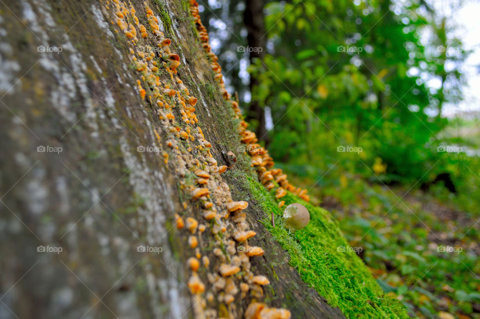 beautiful photo of mushrooms