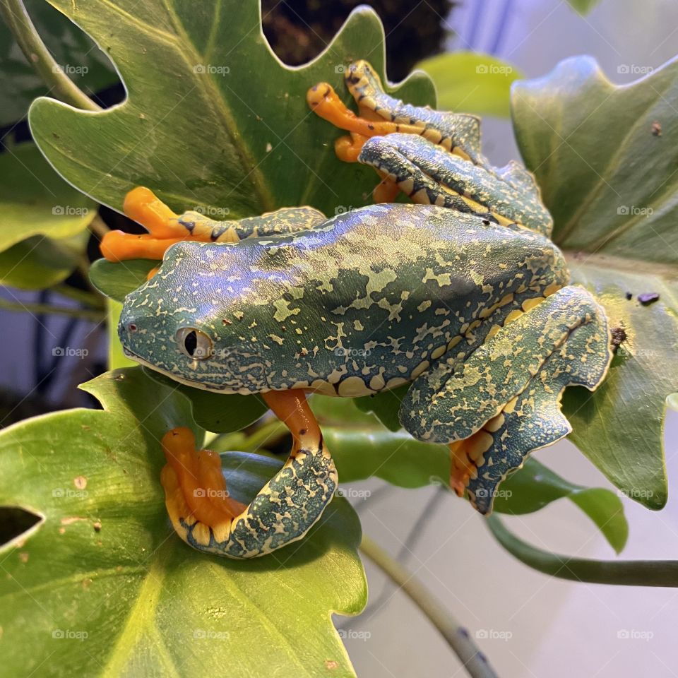 Fringed Leaf Frog on Philodendron Plant