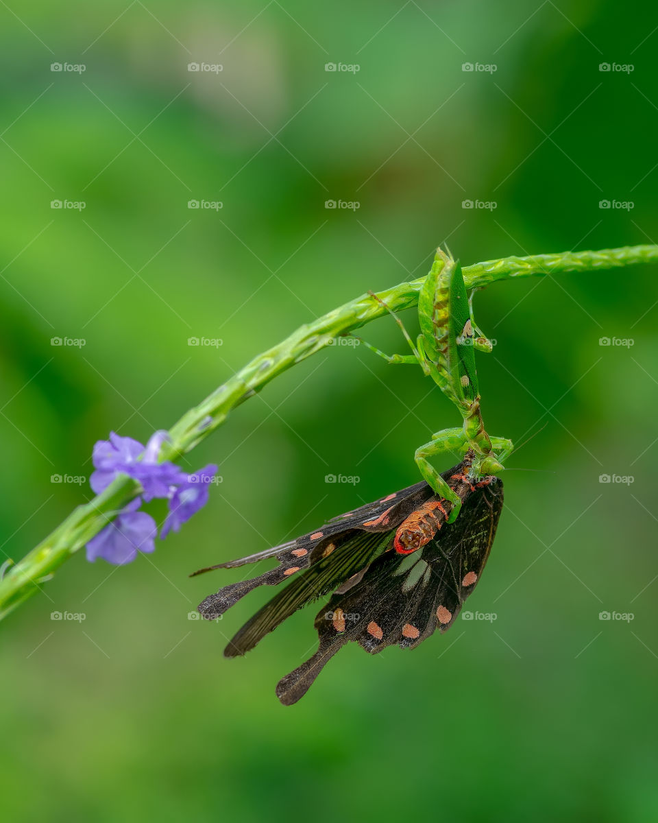 mantis catch a butterfly