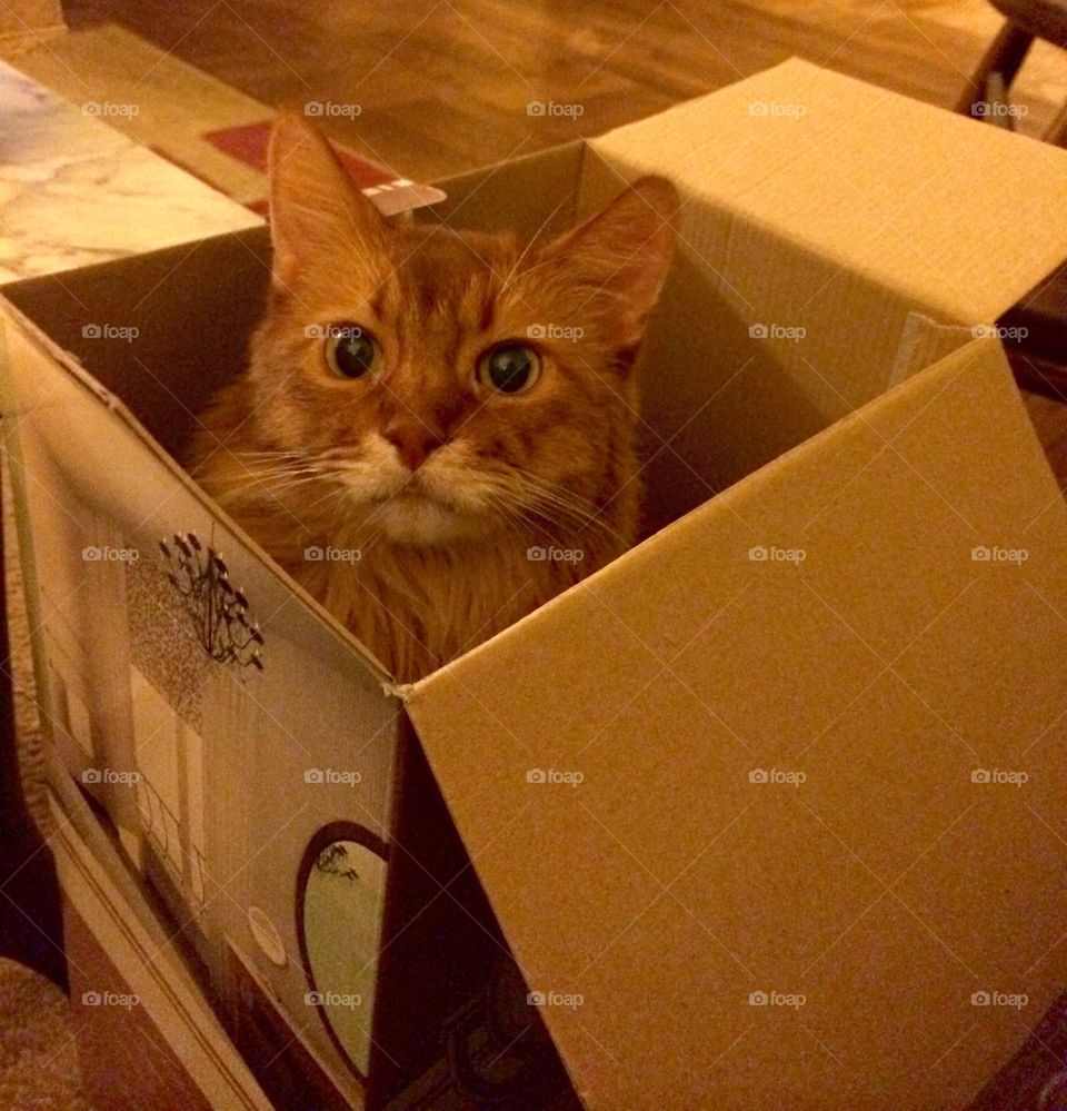 Sammy in a box. Sammy the cat has never met the box he didn't love.