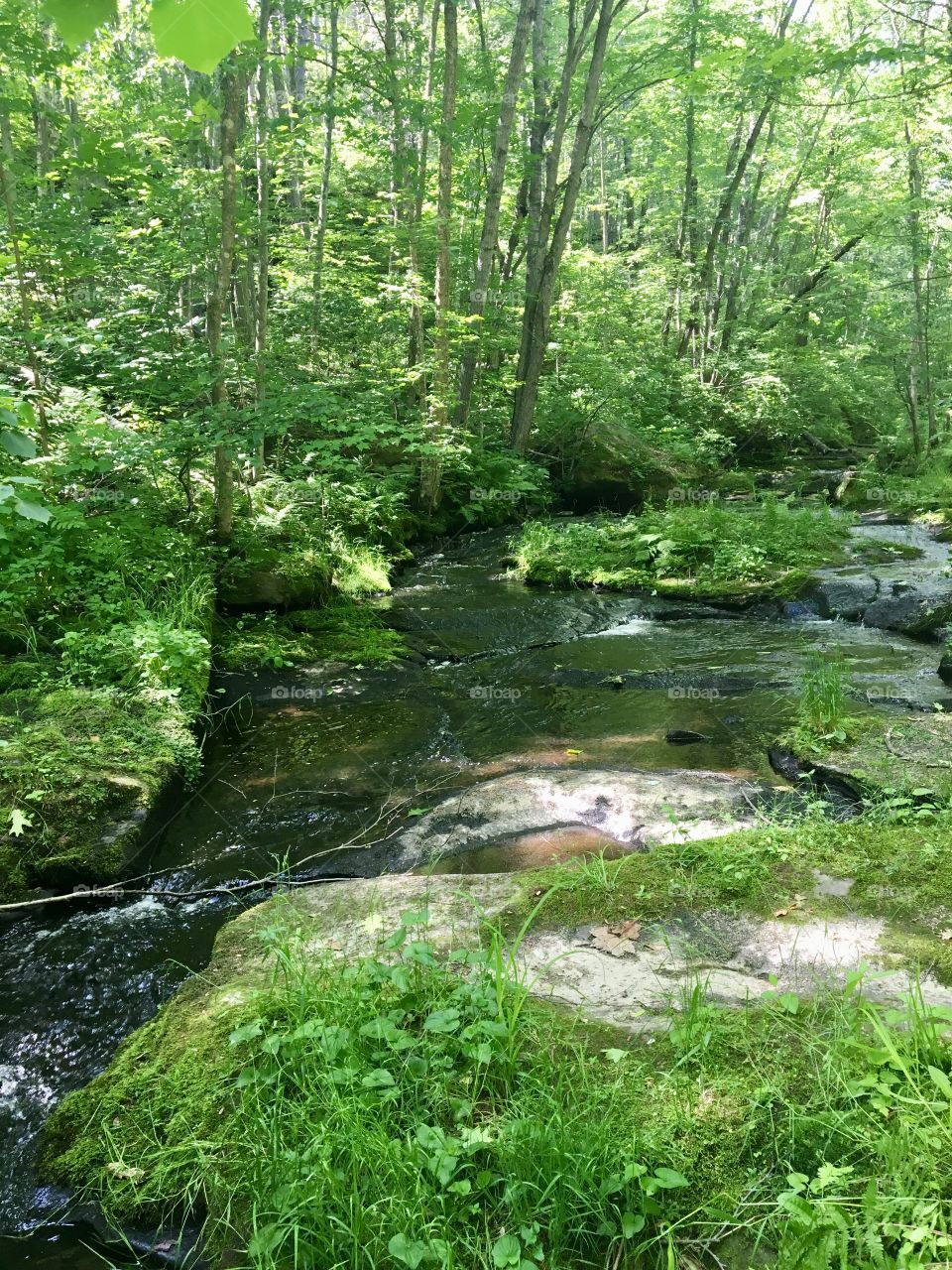 Shaded Creek