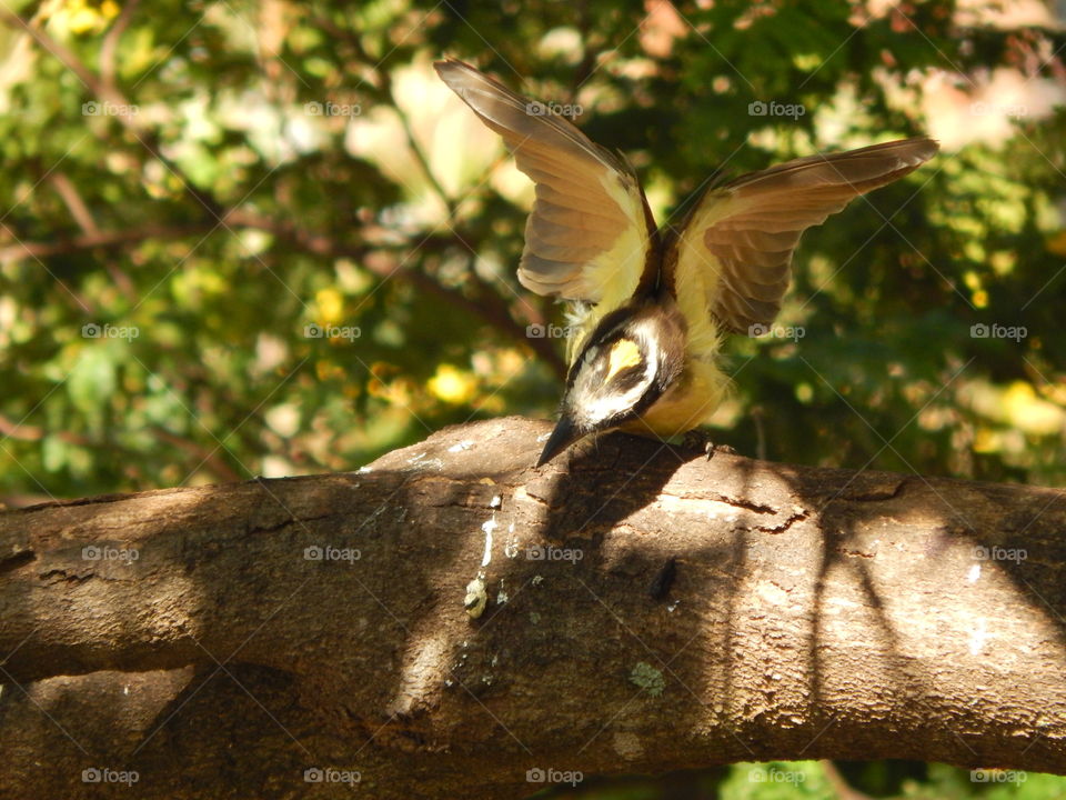 I believe, I can fly