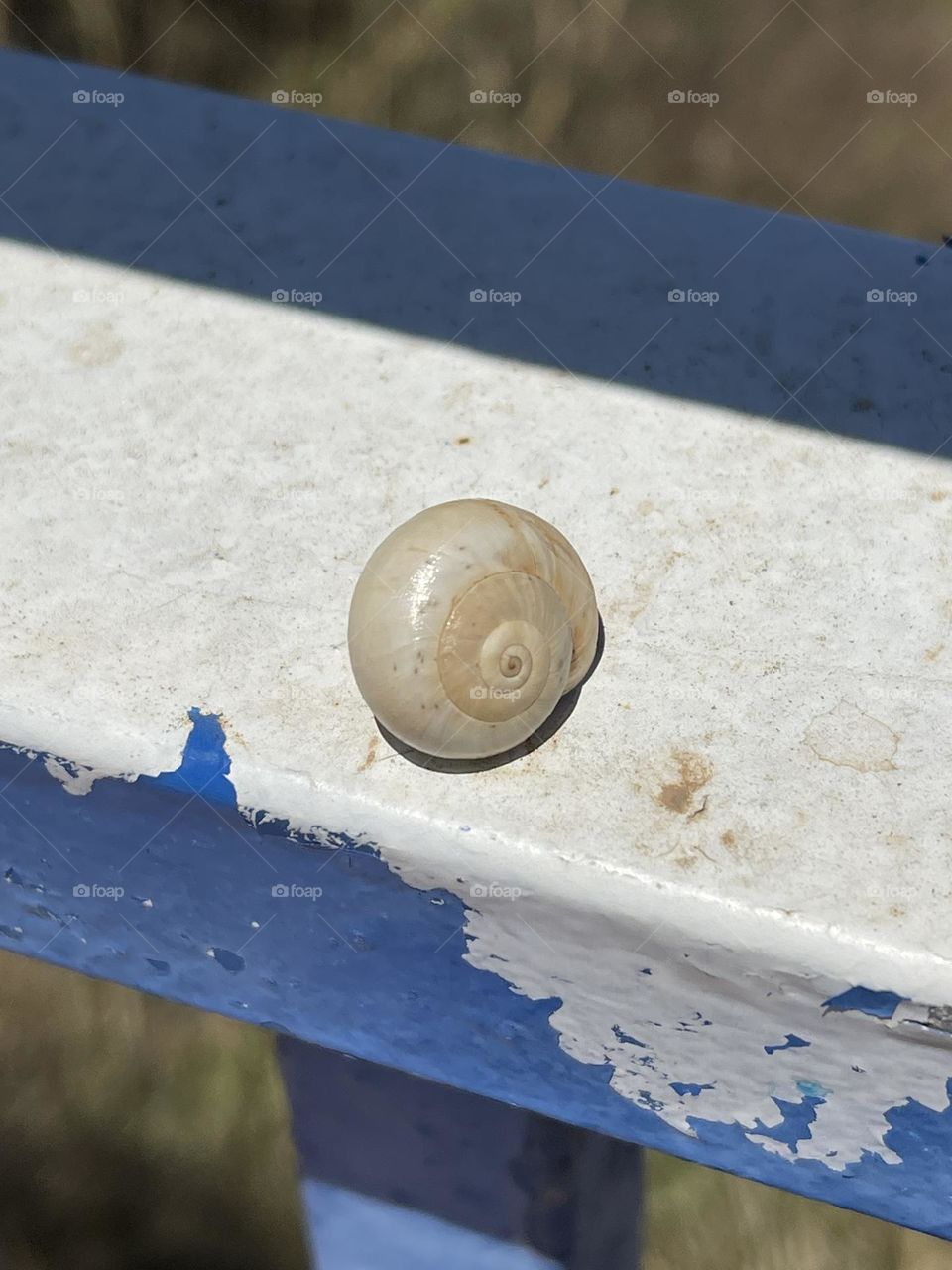 White snail shell on blue and white painted surface 