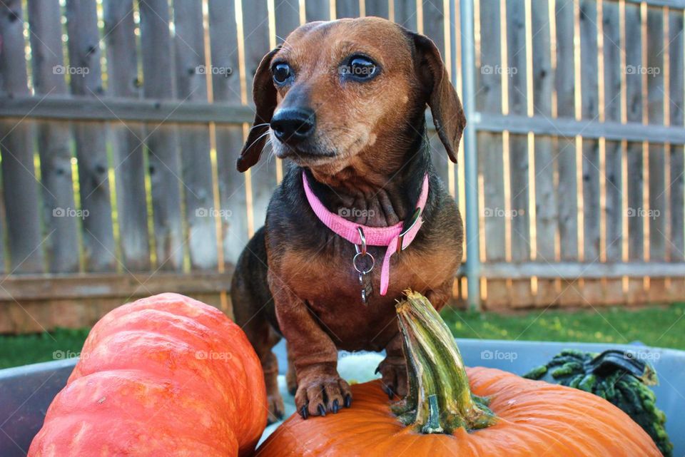 Pumpkin Weenie