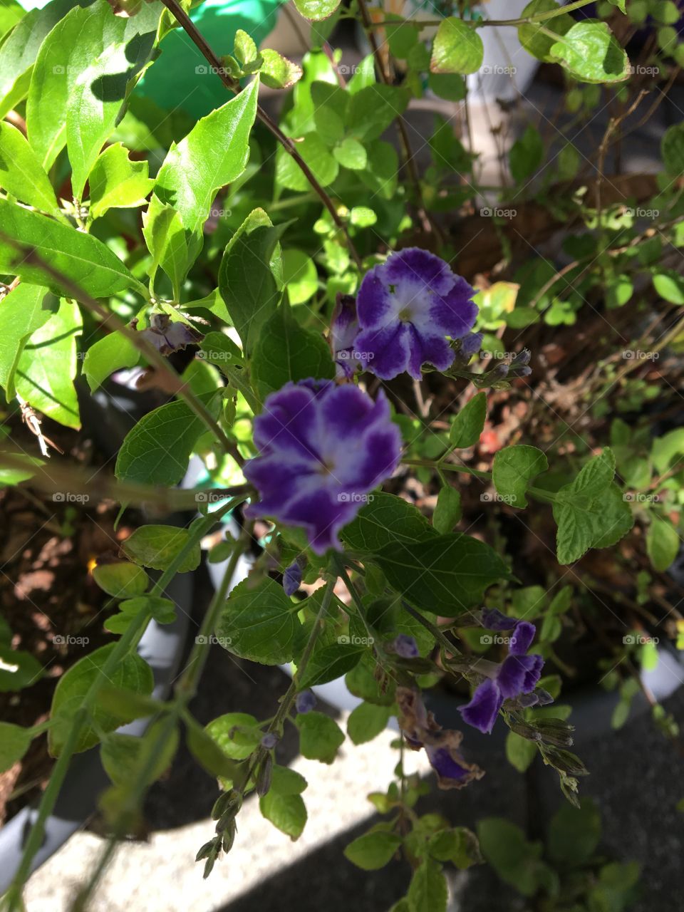 Purple Flowers 