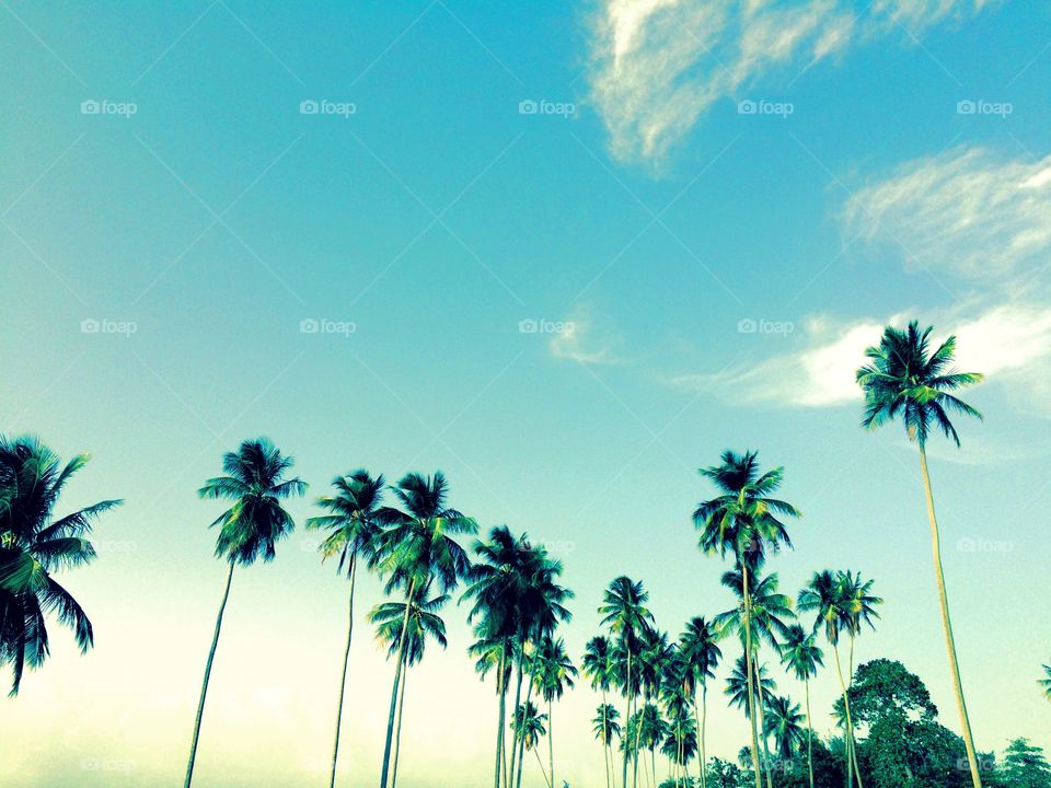 Palms. A family of Palm Trees enjoying the sun.