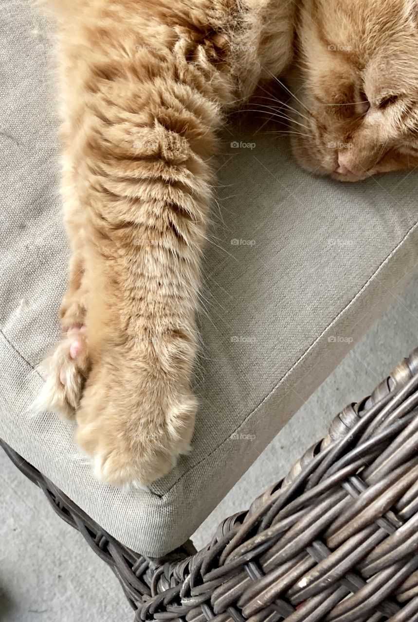 Orange cat sleeping outside on porch furniture with paw stretched out