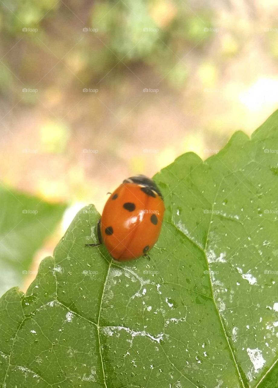 Ladybug