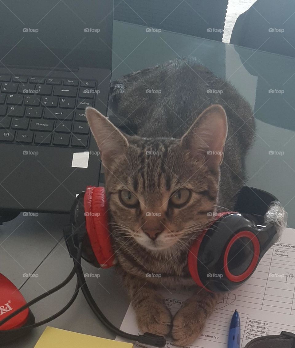 working cat