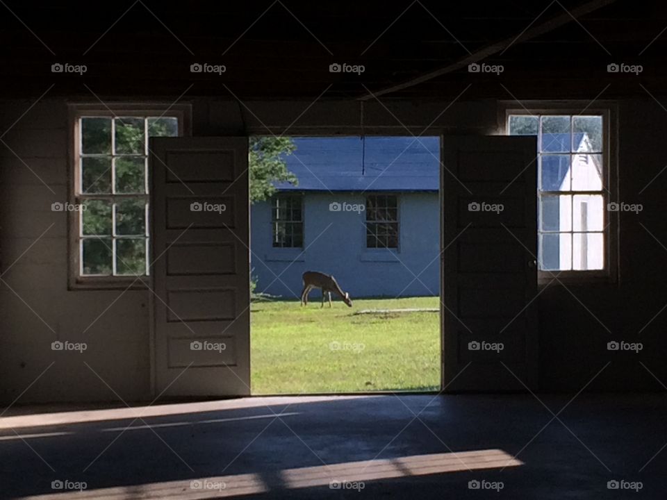 Deer appears in the grass in front of an open doorway of an old farmhouse in the morning
