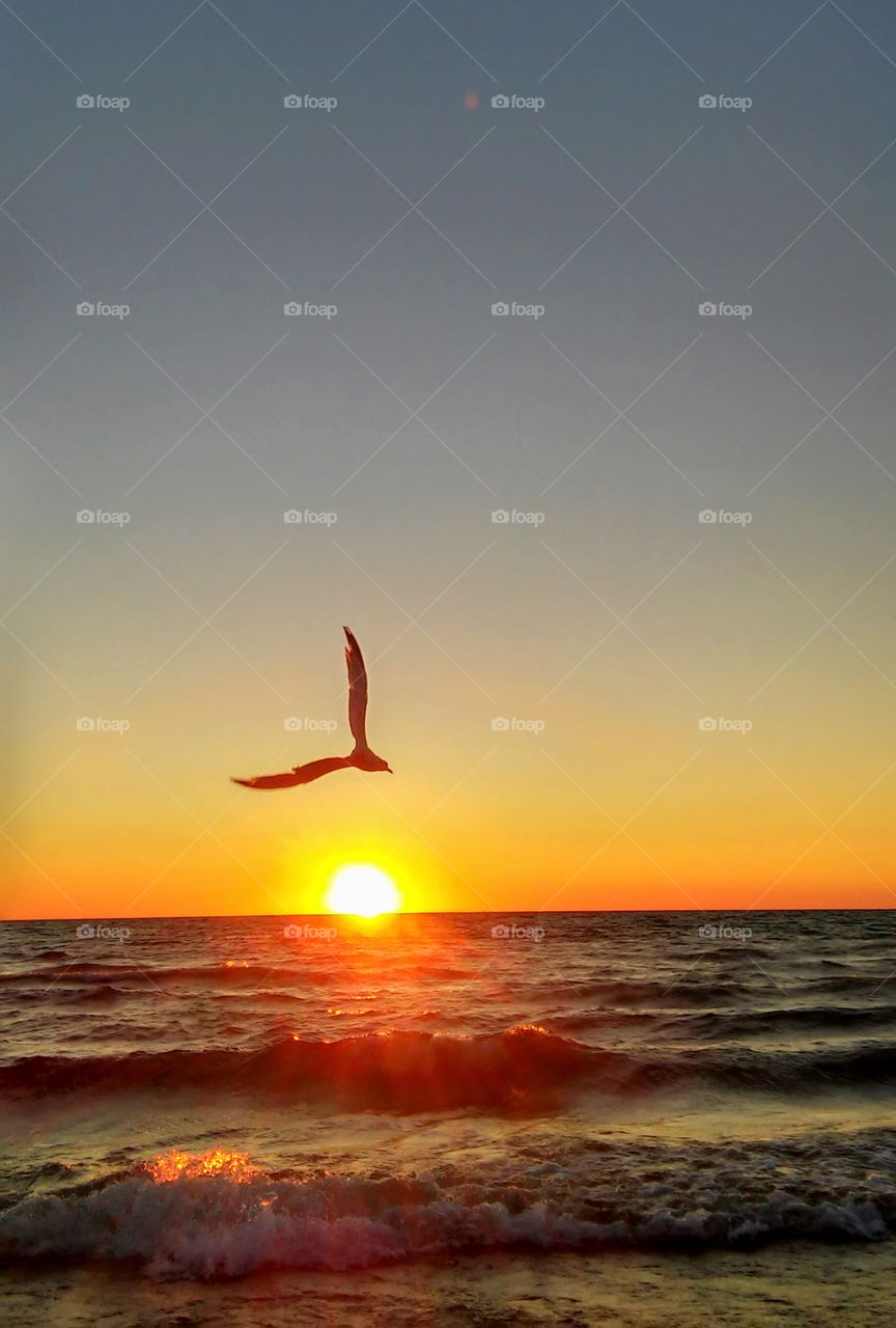 Spectacular soaring seagull sunset
