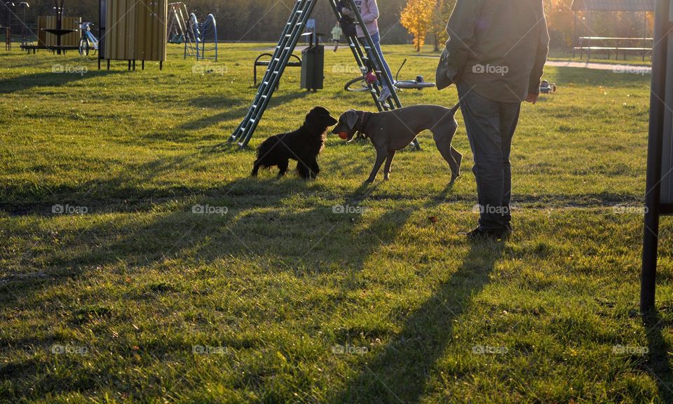 men walking with dogs, sunlight