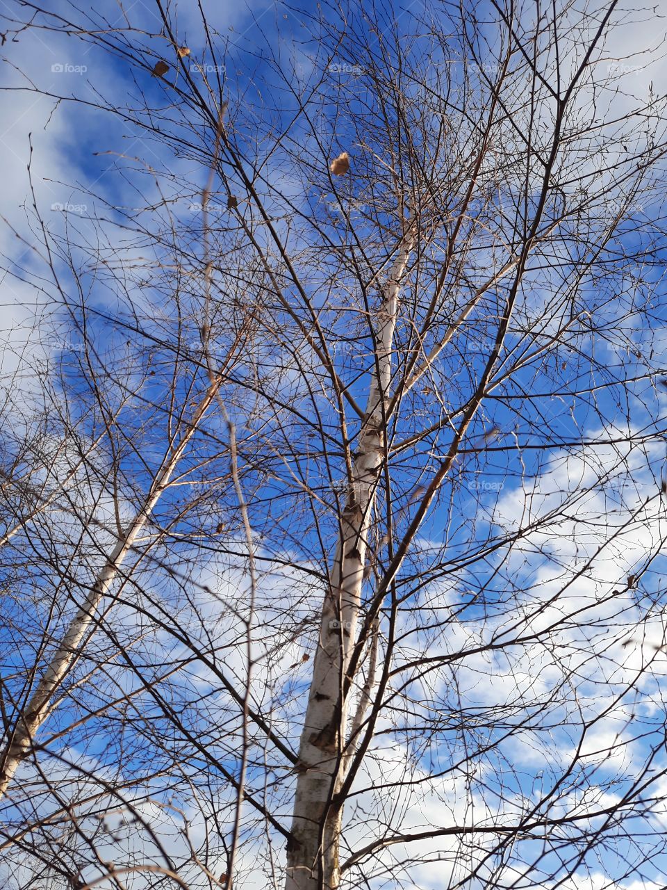 winter garden  with leafless birches against blue sky and white clouds