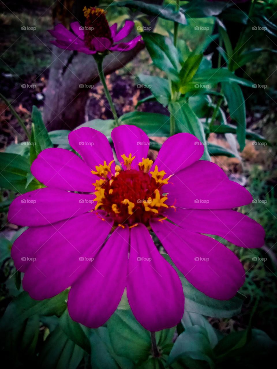 Beautiful newly bloomed flower in the flower garden