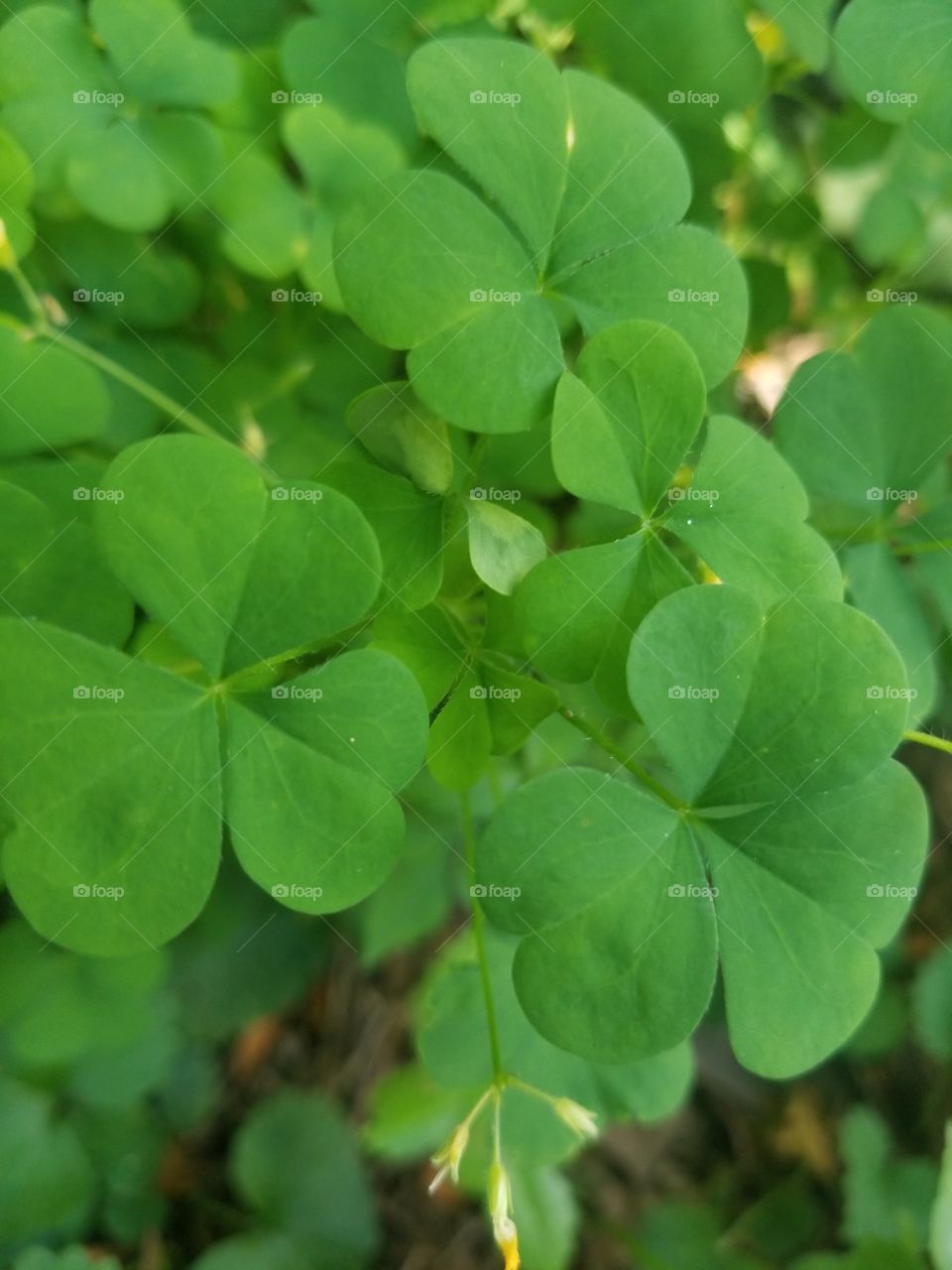 clover