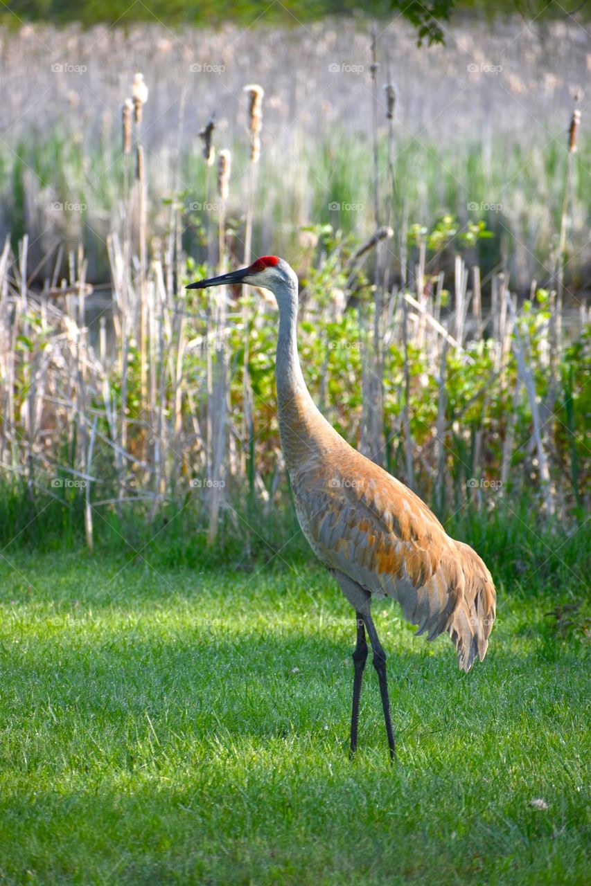 A crane strolls through the cut grass of a park