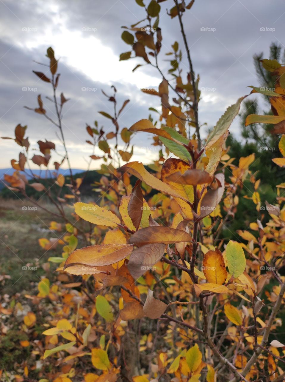 A photo of beautiful autumn leaves in yellow colours somewhere in the mountains of Bulgaria