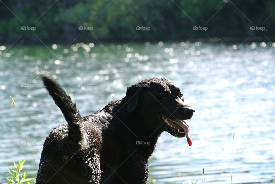 water dog