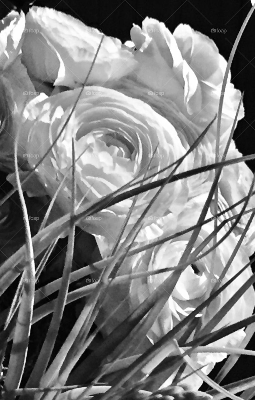 Flowers in the grass