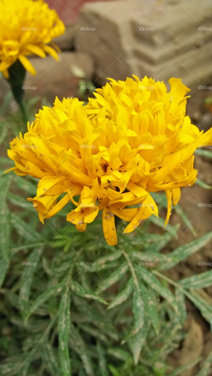 marigold