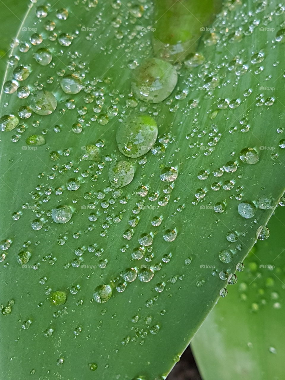 green leaf. water droplets
