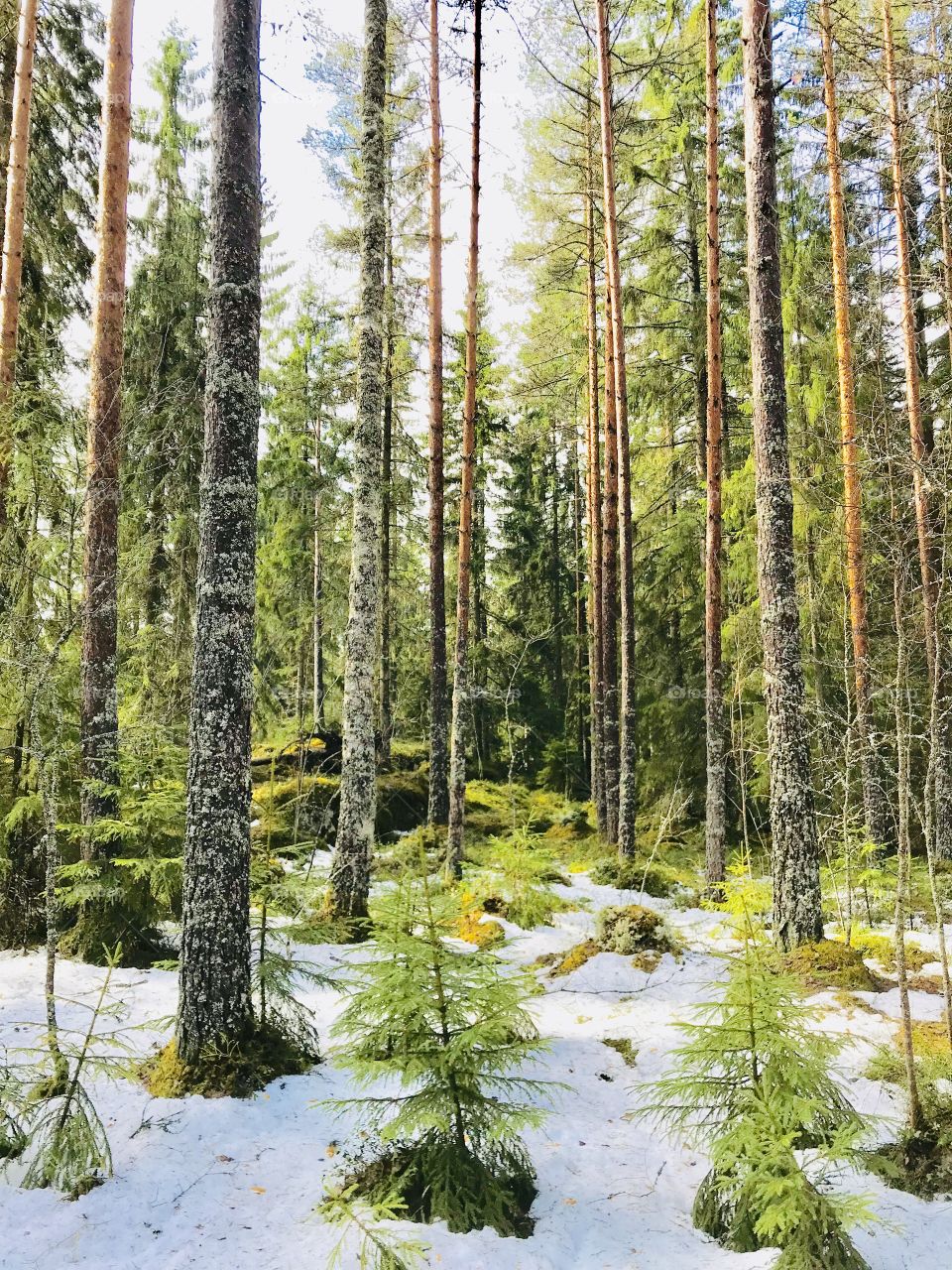 Forrest on a spring day