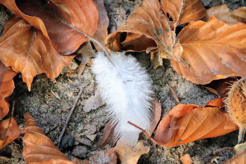 Leaf Feather