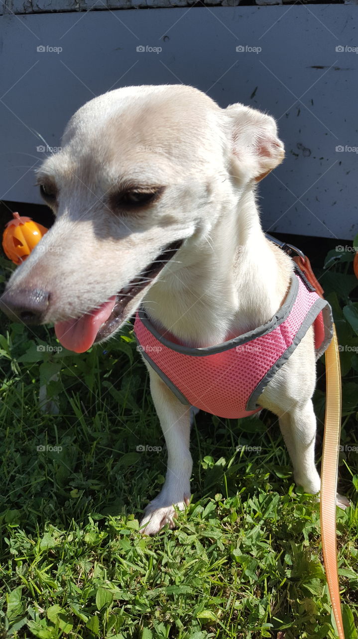 Dog out enjoying summertime