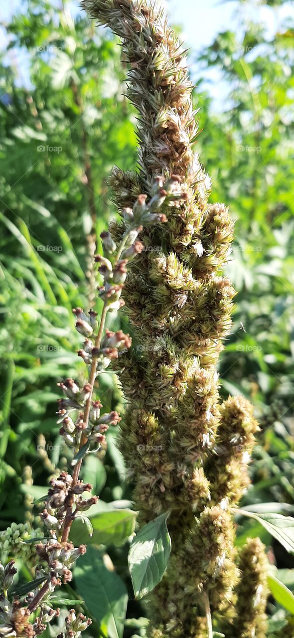green flowers from meadow