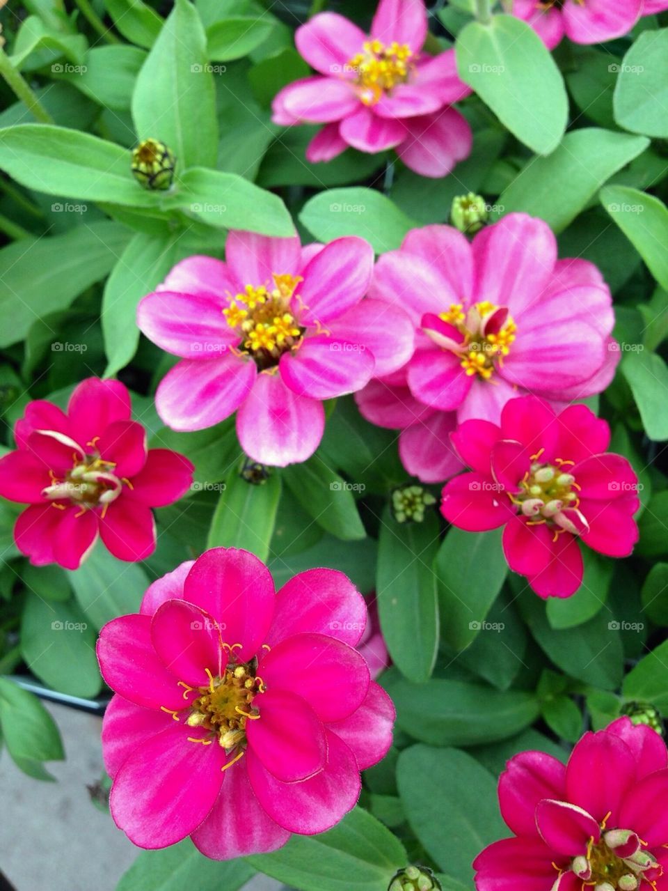 Pink Zinnias