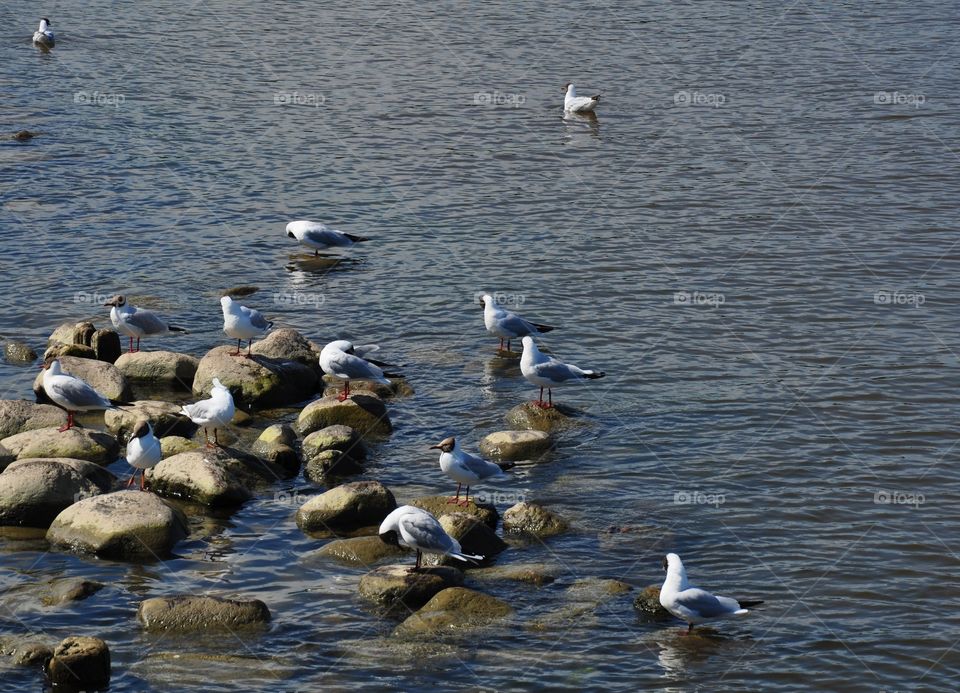 Seagulls have a rest on stones. Gulf of Finland