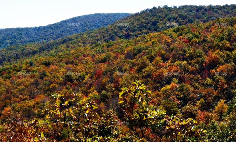 View of autumn trees in forest