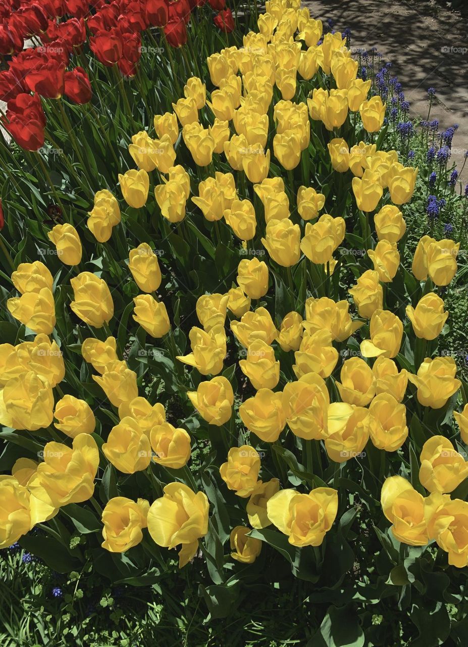 Beautiful yellow and red tulips in full blossoms In west side community garden New York. 