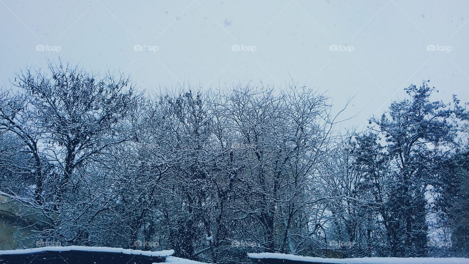 Snow on Trees