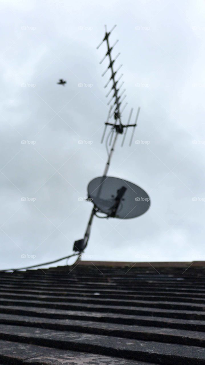 Dish. Aerial