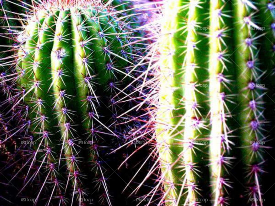 Random Cactus. Tucson, AZ.
