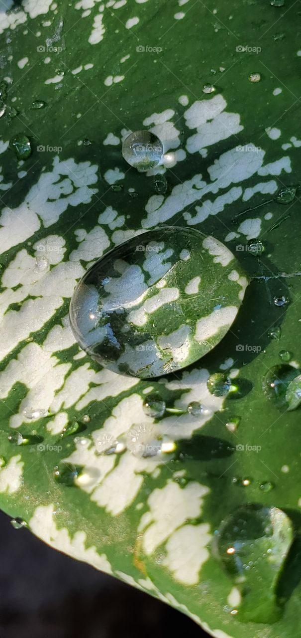 Water drop on a leaf