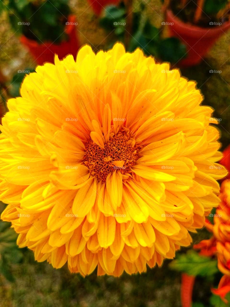 That tower is like a skyscraper! It's towering over the person in front of it. The contrast in size is so cool to see! ππ€
That bright yellow flower is like a little burst of sunshine! It's so cheerful and vibrant, just like you! πΌπ