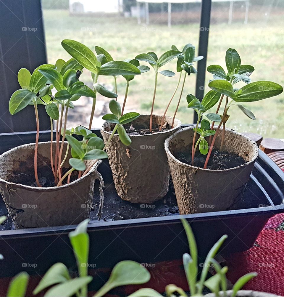 Pot of baby plants in tray