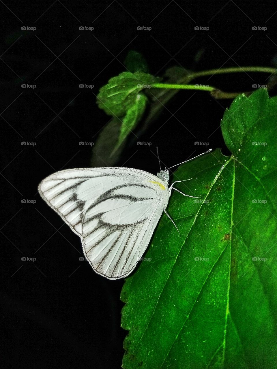 white butterfly 😍
