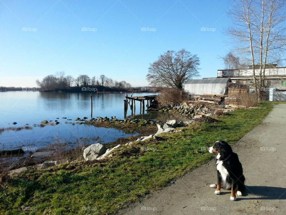 Bernese Mountain dog, Cassie, takes us on a tour along the Fraser River during the Autumn foliage in Vancouver, British Columbia.